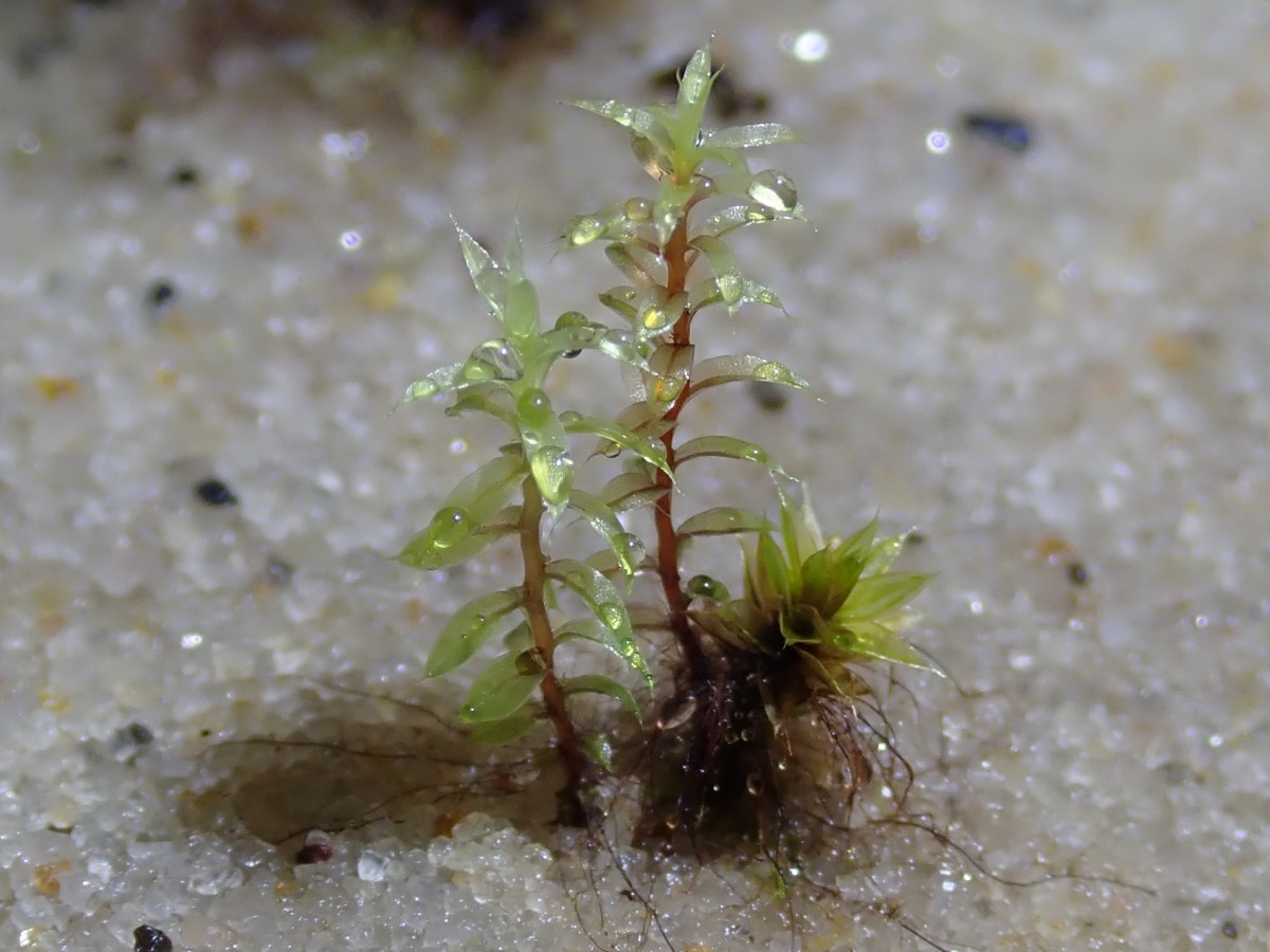 Bryo cultivation – First&nbsp;attempts