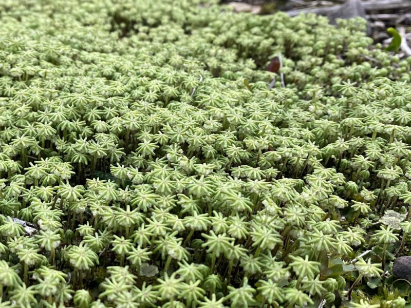 A Marchantia year – Urban liverworts in&nbsp;Edinburgh